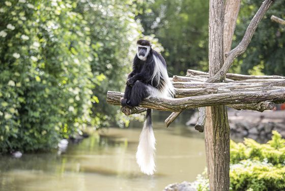 Colobe Guéréza Colobe Guéréza