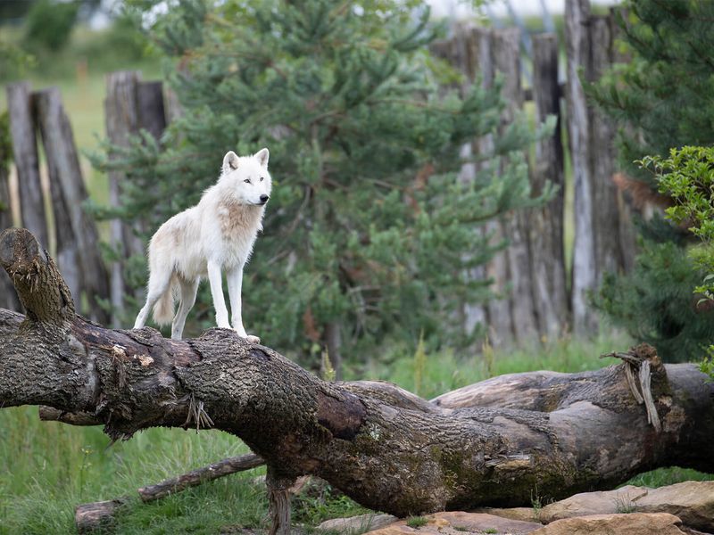 Loup arctique, le plus gros des loups - Les animaux du Territoire Nord-Américain - ZooParc de Beauval Loup arctique, le plus gros des loups - Les animaux du Territoire Nord-Américain - ZooParc de Beauval