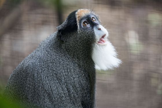 Cercopithèque de Brazza Cercopithèque de Brazza