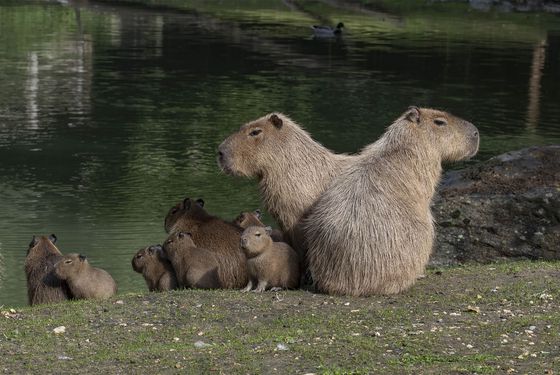 Famille de capybaras Famille de capybaras