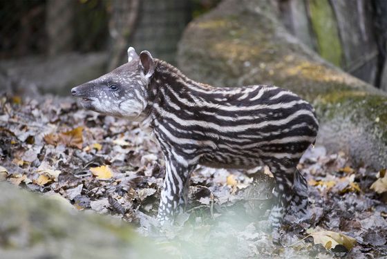 Bébé tapir terrestre Bébé tapir terrestre