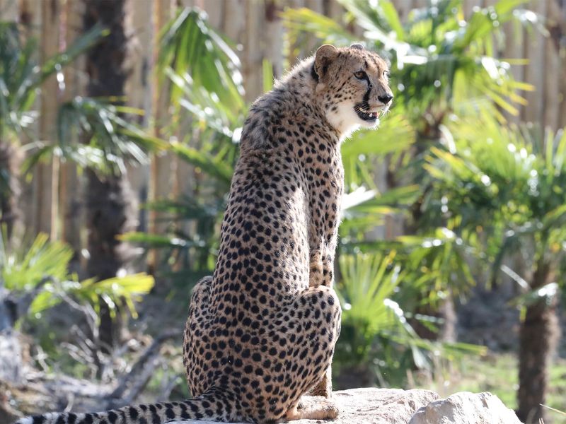 Guépard de dos - Beauval Nature - ZooParc de Beauval
