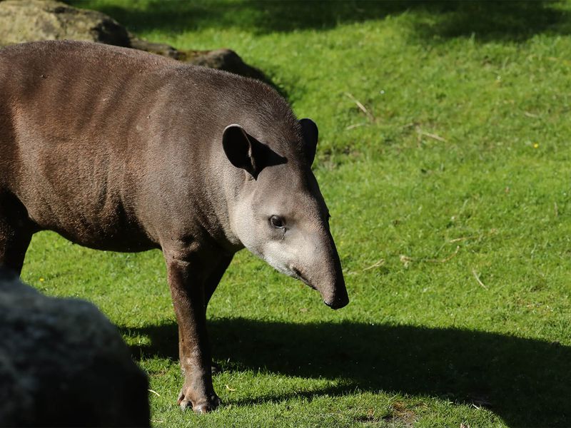 Tapir terrestre au soleil - Les animaux de la Pampa Sud-Américaine - ZooParc de Beauval Tapir terrestre au soleil - Les animaux de la Pampa Sud-Américaine - ZooParc de Beauval