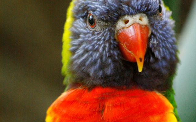 Loriquet - L'histoire du ZooParc