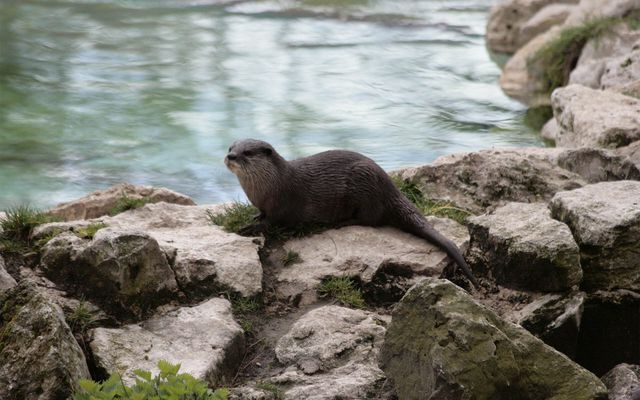 Loutre asiatique - L'histoire du ZooParc