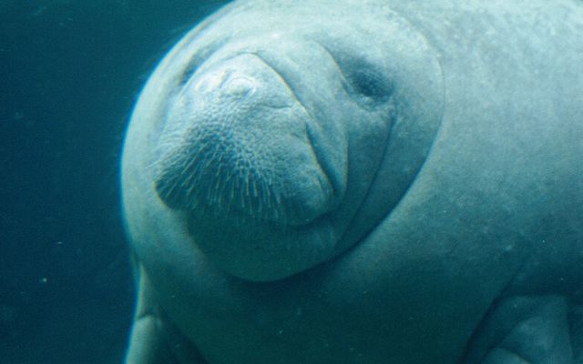 Lamantin - L'histoire du ZooParc