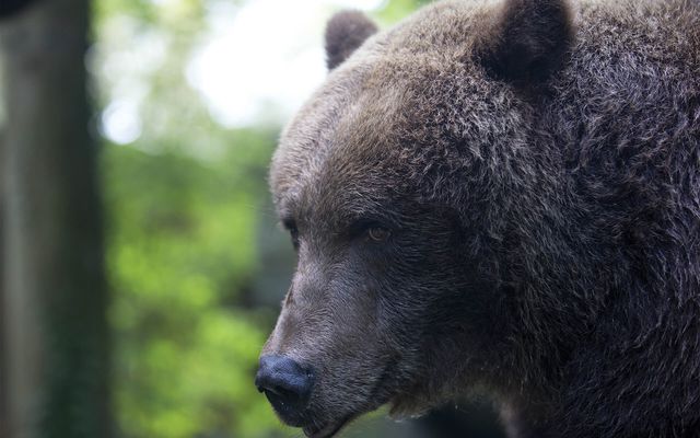 Ours brun - L'histoire du ZooParc