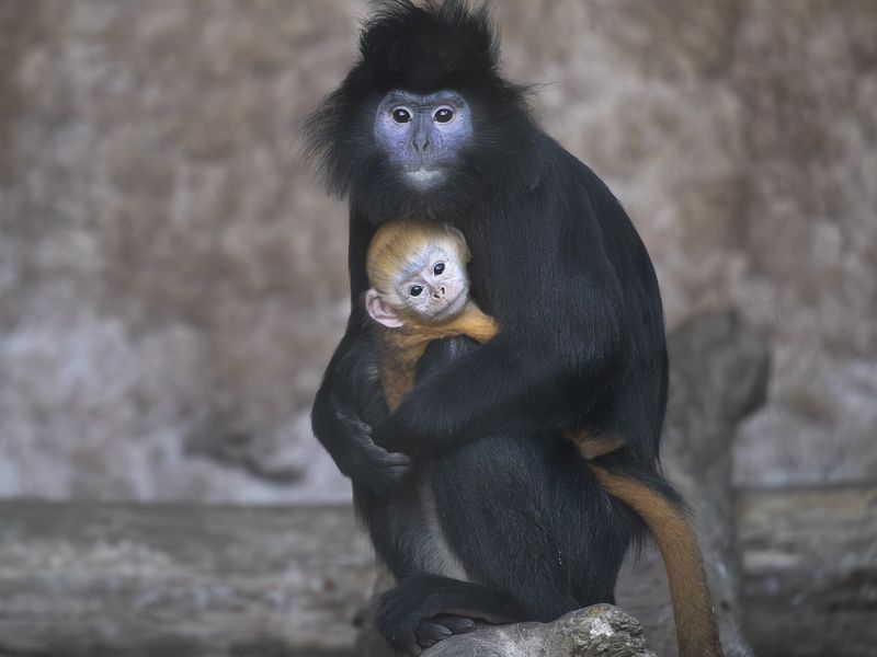 Bébé langur de Java - Naissances - Carnet rose au ZooParc de Beauval