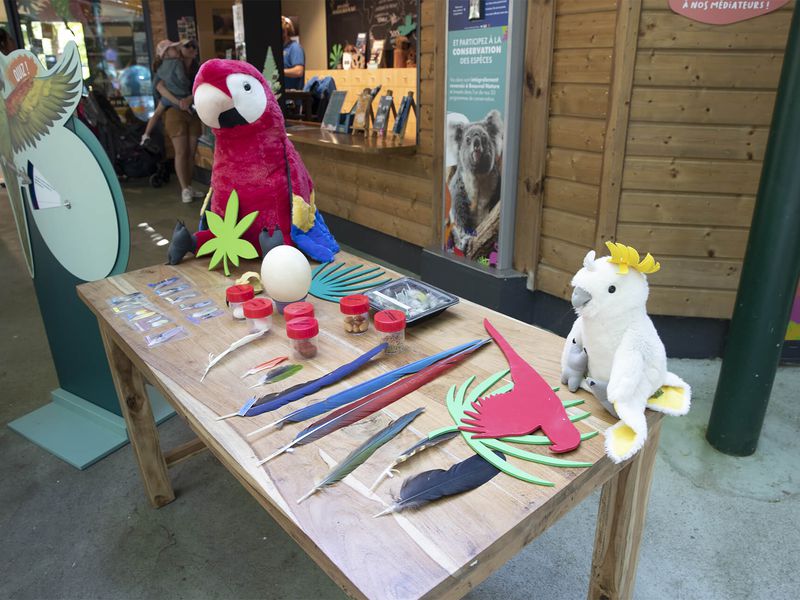 Activité journée mondiale du perroquet - Maison Beauval Nature - ZooParc de Beauval Activité journée mondiale du perroquet - Maison Beauval Nature - ZooParc de Beauval