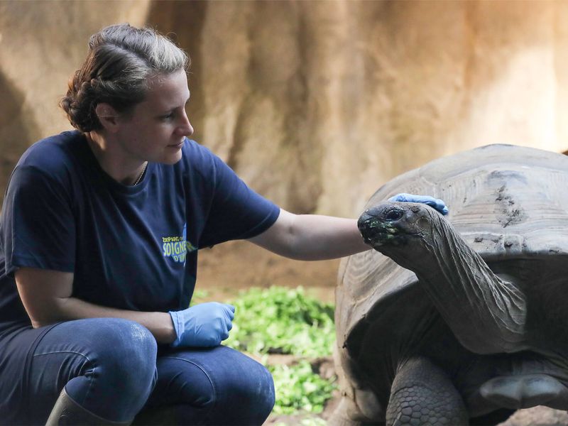 Au plus près d'une tortue géante - Activité pédagogique Soigneur d'un Jour - Venir en famille - Saison automne - ZooParc de Beauval