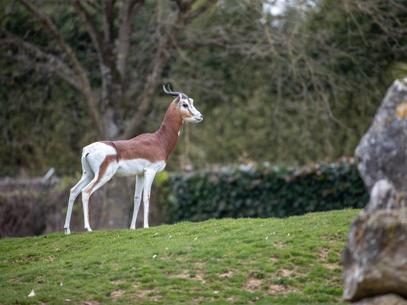 Arrivée gazelles de Mhorr - Nouveauté - Les animaux de La Savane Africaine - ZooParc de Beauval Arrivée gazelles de Mhorr - Nouveauté - Les animaux de La Savane Africaine - ZooParc de Beauval