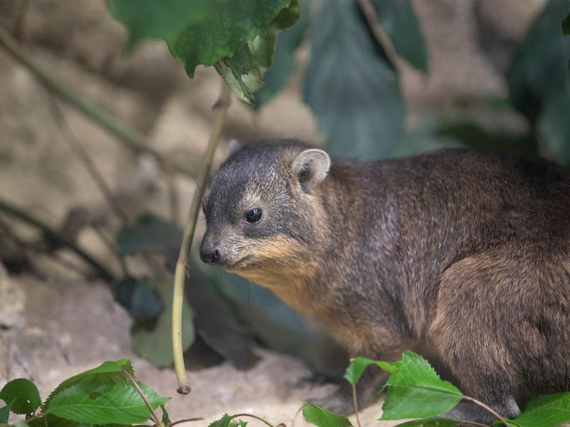 Daman des rochers - Les animaux de La Terre des Lions - ZooParc de Beauval Daman des rochers - Les animaux de La Terre des Lions - ZooParc de Beauval