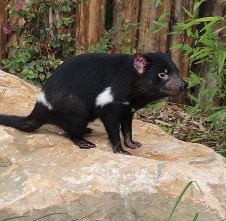 Animation enregistrée diables - Animation - Activité du ZooParc de Beauval