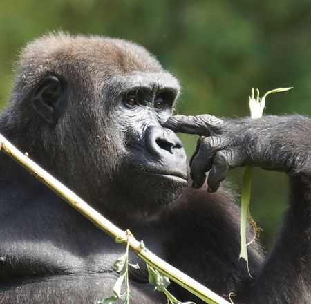 Les gorilles - Animation - Activité du ZooParc de Beauval