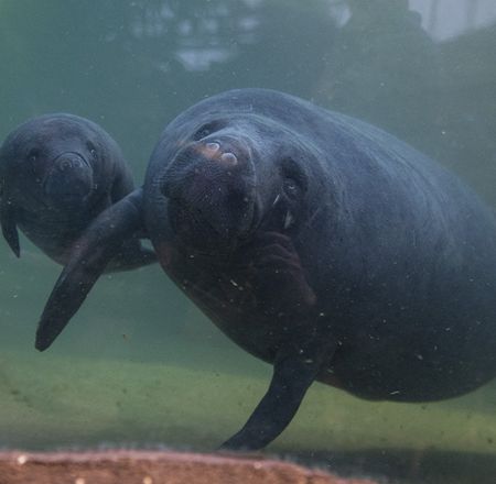 Les lamantins - Animation - Activité du ZooParc de Beauval