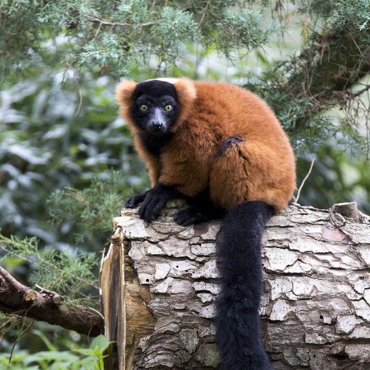 Foire à Questions - Vari roux - Venez visiter les animaux du ZooParc