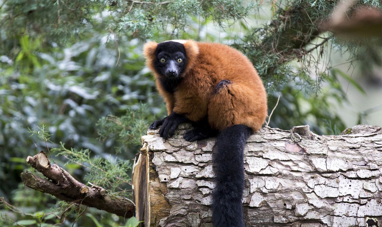 Foire à Questions - Vari roux - Venez visiter les animaux du ZooParc