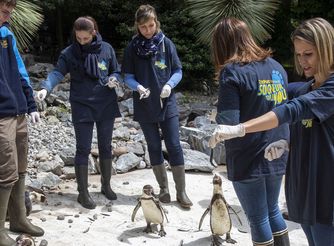 Les activités découvertes - ZooParc de Beauval