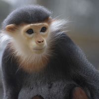 Langurs de Douc