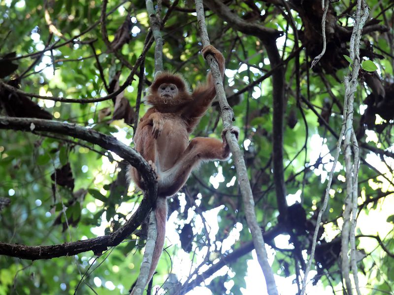 Langur de Java - Beauval Nature - Les animaux de La Plaine Asiatique - ZooParc de Beauval Langur de Java - Beauval Nature - Les animaux de La Plaine Asiatique - ZooParc de Beauval