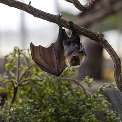 Chauves-souris de Rodrigues - Animaux extraordinaires du ZooParc