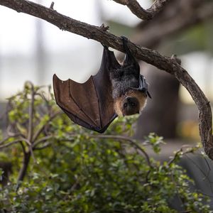Chauves-souris de Rodrigues - Animaux extraordinaires du ZooParc