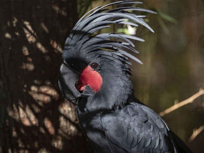 Microglosse - Animaux extraordinaires du ZooParc Microglosse - Animaux extraordinaires du ZooParc