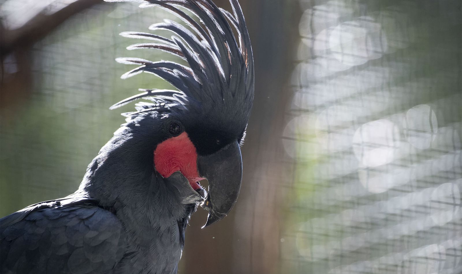 Microglosse - Animaux extraordinaires du ZooParc