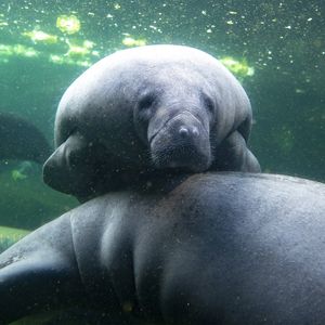 Lamantins des Caraïbes - Animaux extraordinaires du ZooParc