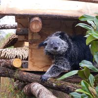 Binturong - Animaux extraordinaires du ZooParc