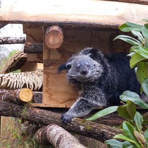 Binturong - Animaux extraordinaires du ZooParc