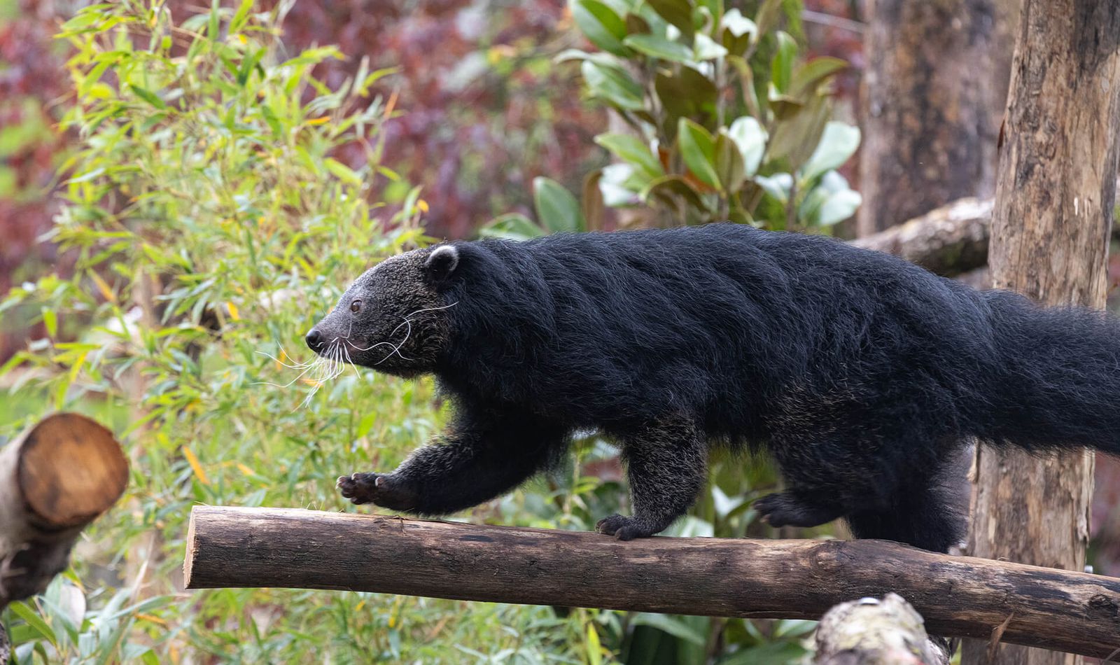 Binturong - Animaux extraordinaires du ZooParc