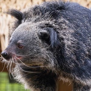 Binturongs