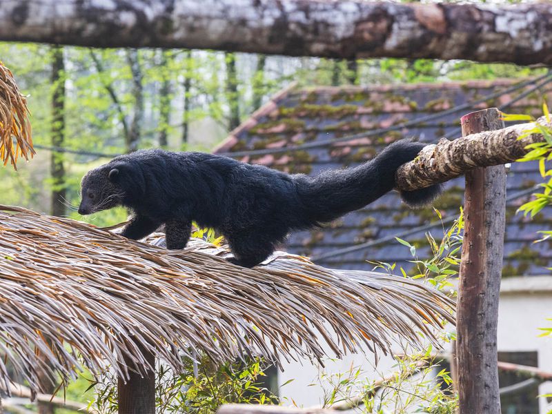 Binturong - Animaux extraordinaires du ZooParc Binturong - Animaux extraordinaires du ZooParc