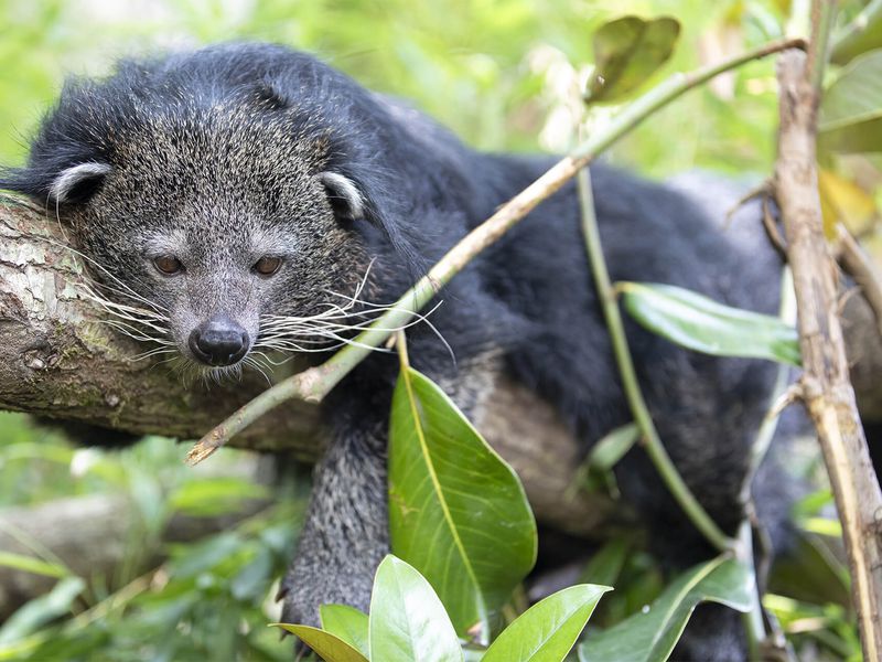 Binturong - Animaux extraordinaires du ZooParc Binturong - Animaux extraordinaires du ZooParc