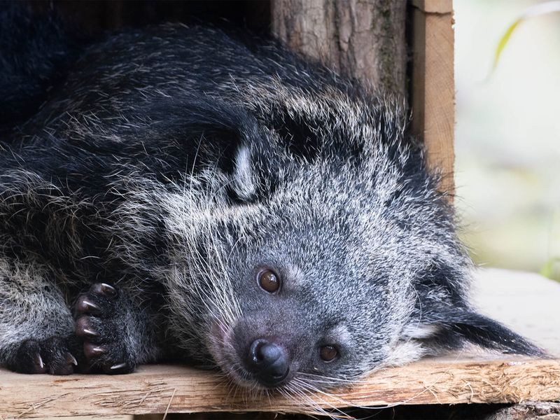 Binturong - Animaux extraordinaires du ZooParc Binturong - Animaux extraordinaires du ZooParc