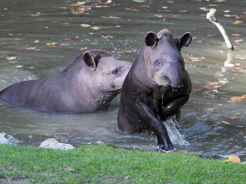 Tapirs terrestres - Animaux extraordinaires du ZooParc Tapirs terrestres - Animaux extraordinaires du ZooParc