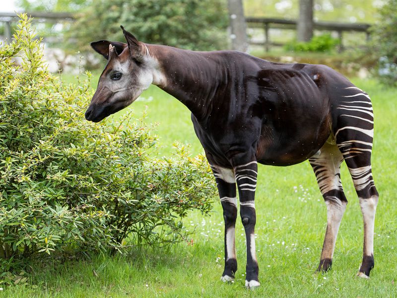Okapi - Animaux extraordinaires du ZooParc Okapi - Animaux extraordinaires du ZooParc