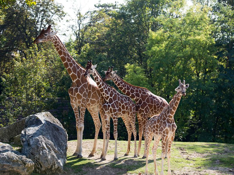 Girafes réticulées - Animaux extraordinaires du ZooParc Girafes réticulées - Animaux extraordinaires du ZooParc