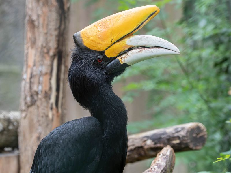Calao rhinocéros - Animaux extraordinaires du ZooParc Calao rhinocéros - Animaux extraordinaires du ZooParc