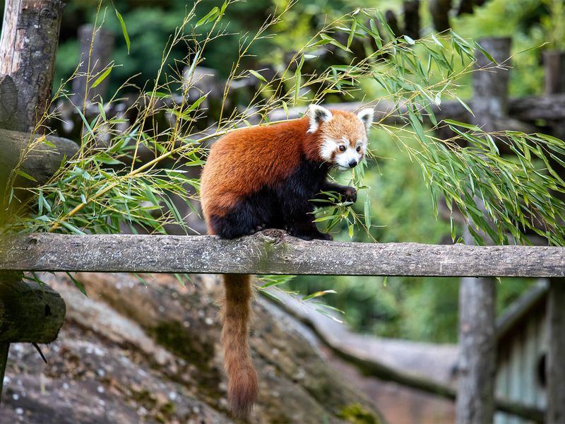 Panda roux - Animaux extraordinaires du ZooParc Panda roux - Animaux extraordinaires du ZooParc