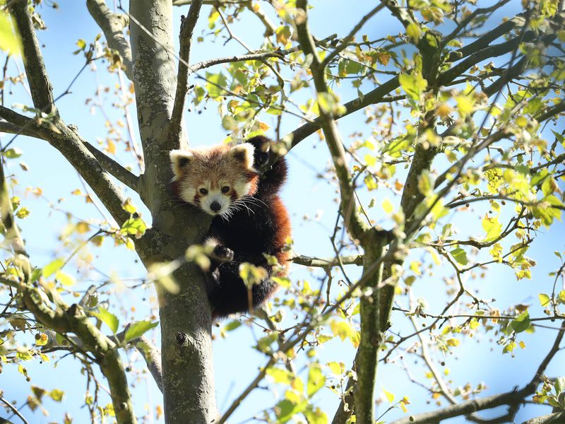 Panda roux - Animaux extraordinaires du ZooParc Panda roux - Animaux extraordinaires du ZooParc