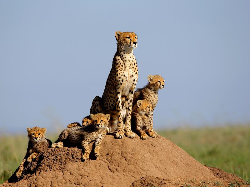 Guépards - Animaux extraordinaires du ZooParc Guépards - Animaux extraordinaires du ZooParc