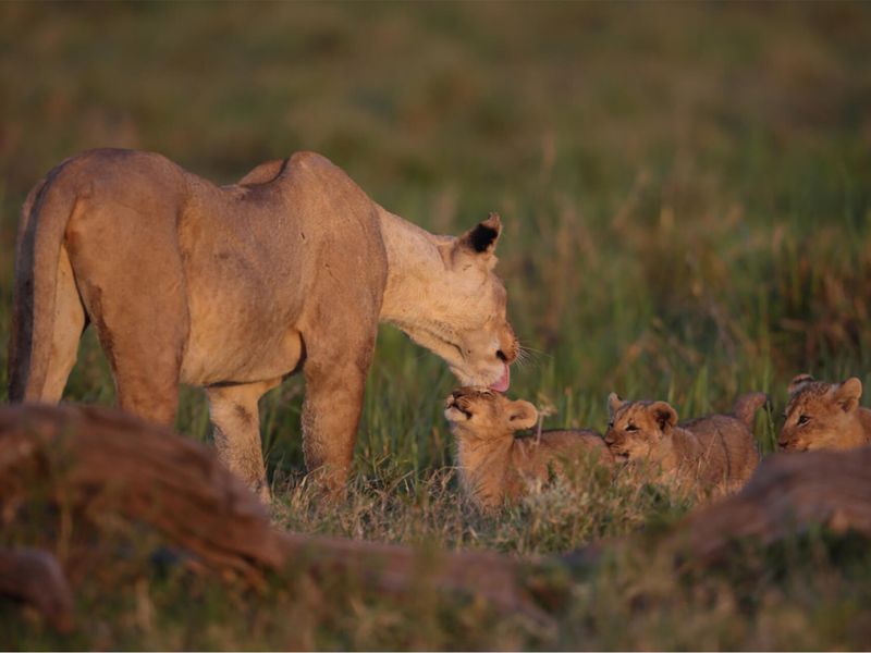 Lions d'Afrique - Animaux extraordinaires du ZooParc