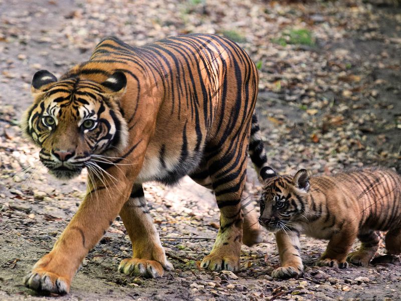 Tigre de Sumatra et bébé - Animaux extraordinaires du ZooParc Tigre de Sumatra et son bébé - Animaux extraordinaires du ZooParc