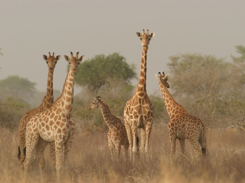 Girafes réticulées - Animaux extraordinaires du ZooParc Girafes réticulées - Animaux extraordinaires du ZooParc