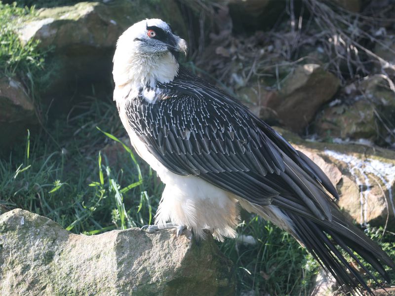 Gypaète barbu - Animaux extraordinaires du ZooParc Gypaète barbu - Animaux extraordinaires du ZooParc