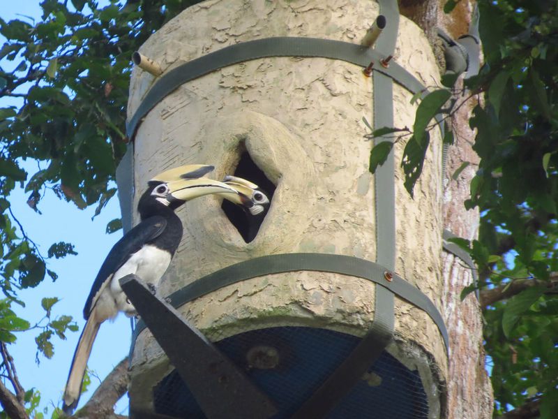 Calao rhinocéros - Animaux extraordinaires du ZooParc Calao rhinocéros - Animaux extraordinaires du ZooParc