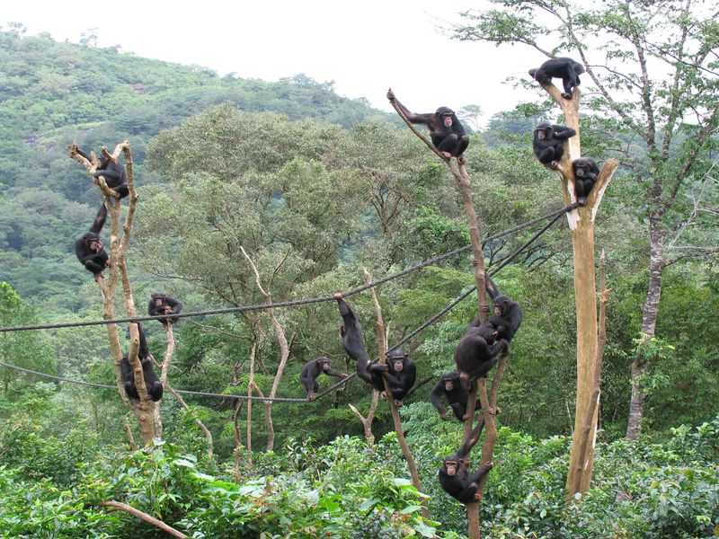 Chimpanzés - Animaux extraordinaires du ZooParc Chimpanzés - Animaux extraordinaires du ZooParc