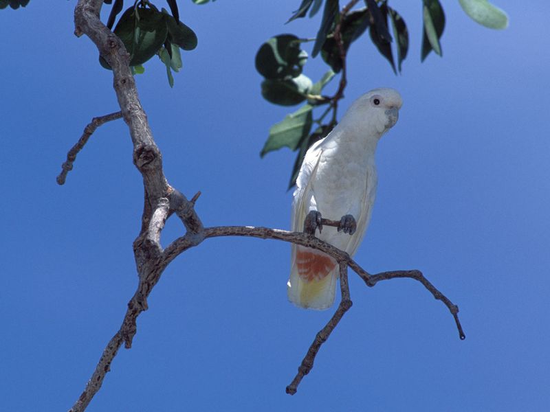 Cacatoès des Philippines - Beauval Nature - ZooParc de Beauval Cacatoès des Philippines - Beauval Nature - ZooParc de Beauval